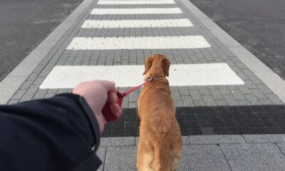 pasear perro