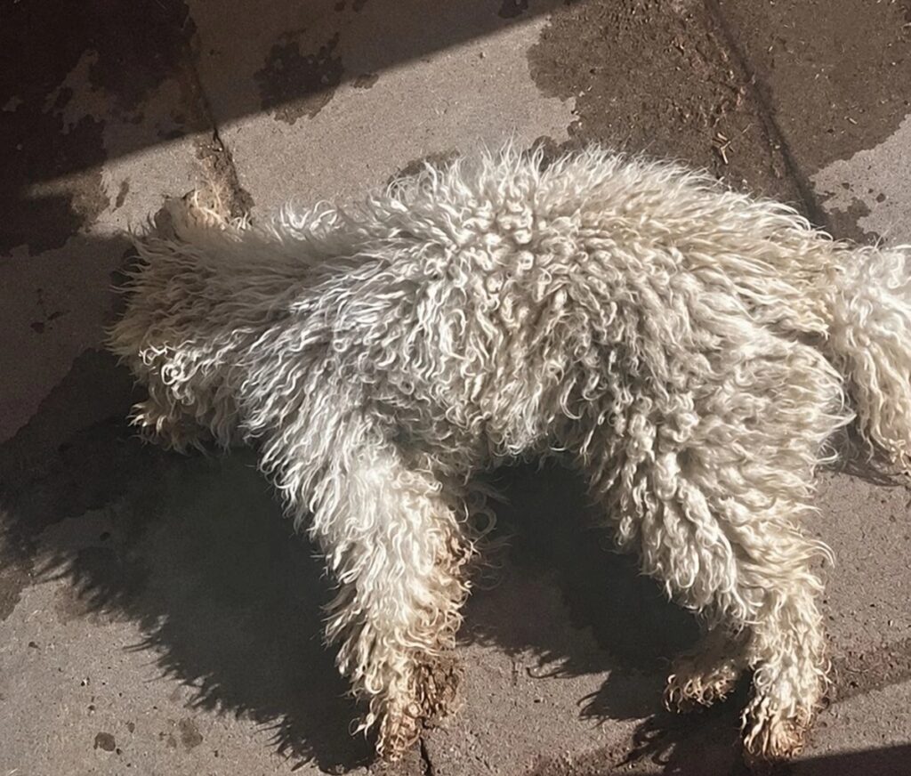perro asesinado en bragado