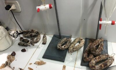 chorizos con triquinosis