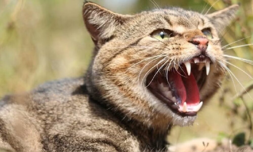 gato con rabia