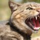 gato con rabia