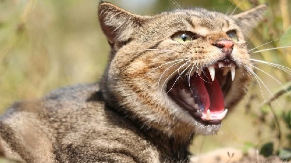 gato con rabia