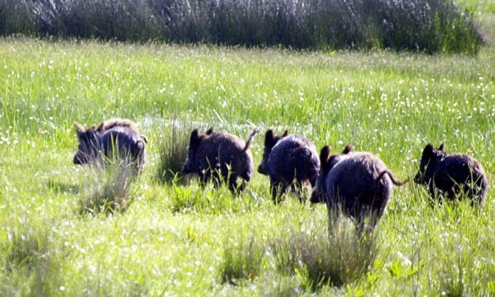 piara de jabalíes