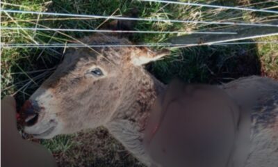 burro carneado