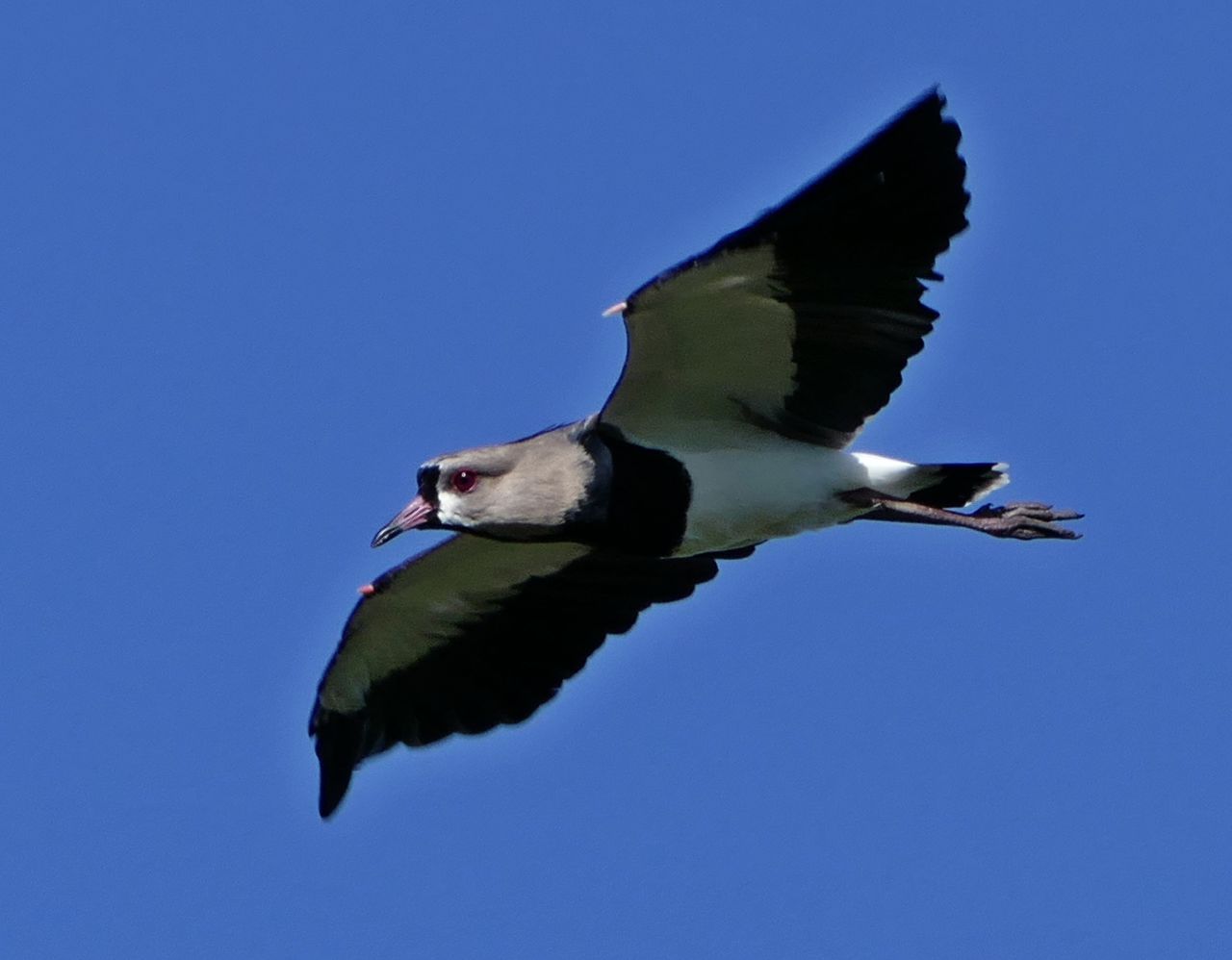 tero