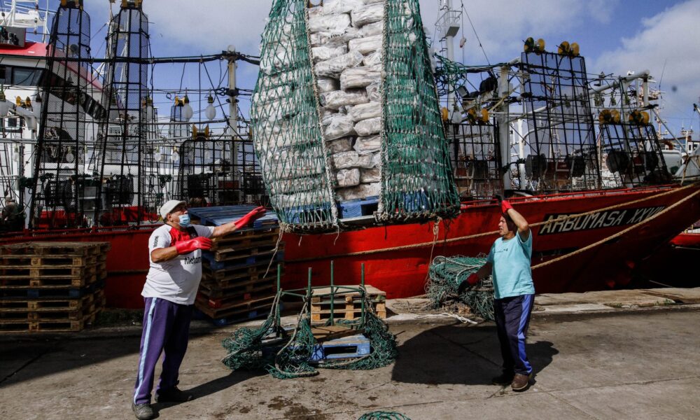 pesca calamar mar del plata